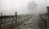 plavins vineyard