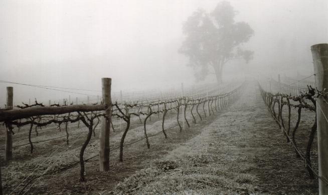plavins vineyard