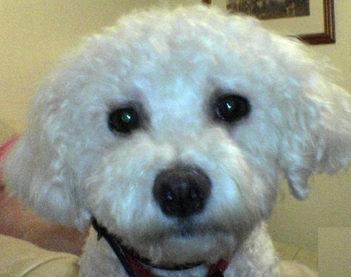 Cookie