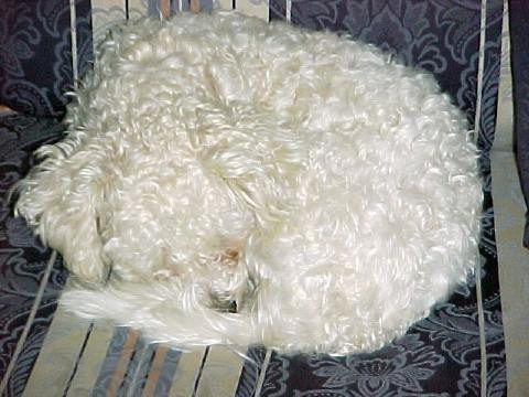 brandy006