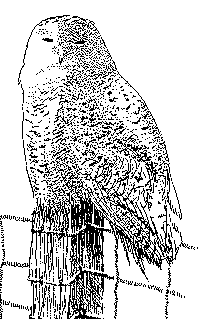 ink drawing of snowy owl