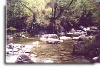 ...um rio, os pensamentos a alma e a floresta!