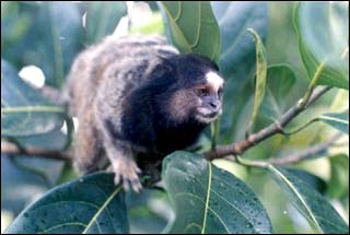 Fauna encontrada em Itacarezinho