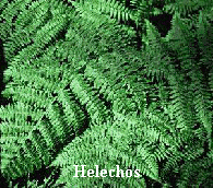 helechos