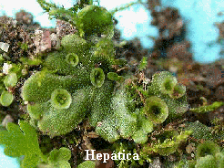 Reino Plantae
