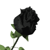 Mayo florido