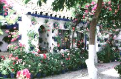flores.jpg
