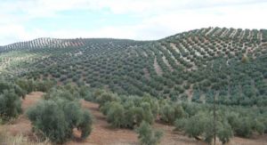 olivas.jpg