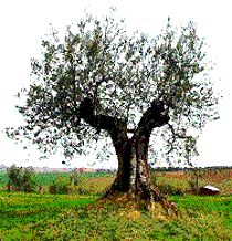 Olivo.jpg