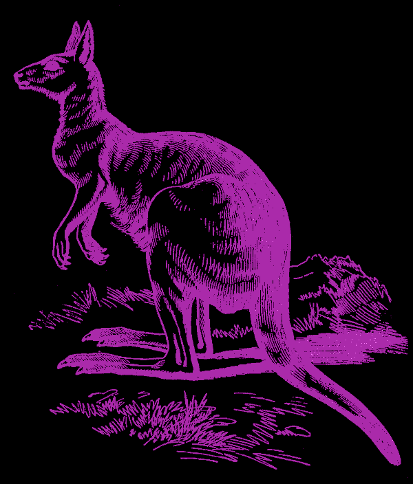kangoo