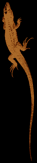lizard