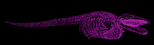 whale