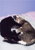 Puck and Tatty - 
the cutest pic ever