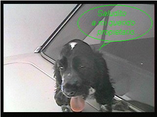  Mi mascota, Perry - 2002