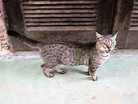 Cat7.jpg (15877 bytes)