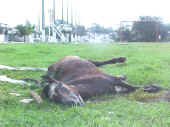 Denuncia cavalo morto na Vila Povo1.jpg (67860 bytes)
