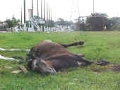 Denuncia cavalo morto na Vila Povo.jpg (72943 bytes)