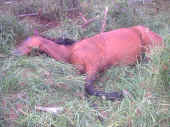 acidente cavalo2.jpg (387901 bytes)