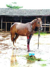 cavalo machucado1.jpg (83083 bytes)