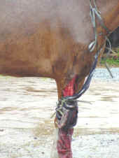 cavalo machucado2.jpg (61410 bytes)