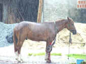 cavalo machucado3.jpg (68284 bytes)