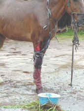 cavalo machucado.jpg (68604 bytes)
