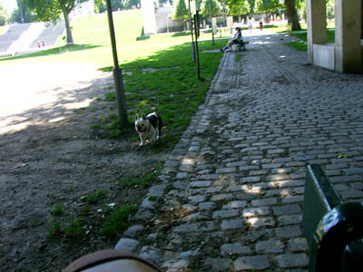 French Bulldog