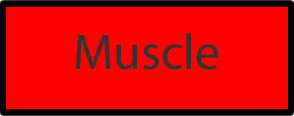 NuscleButton