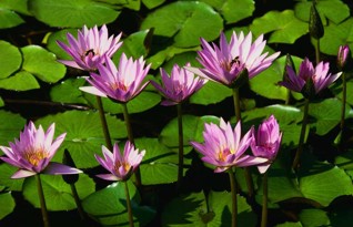 Lillies