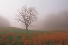 Mist