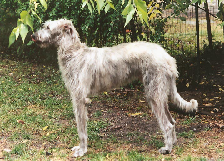sunstag irish wolfhound