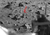 Mars Bird