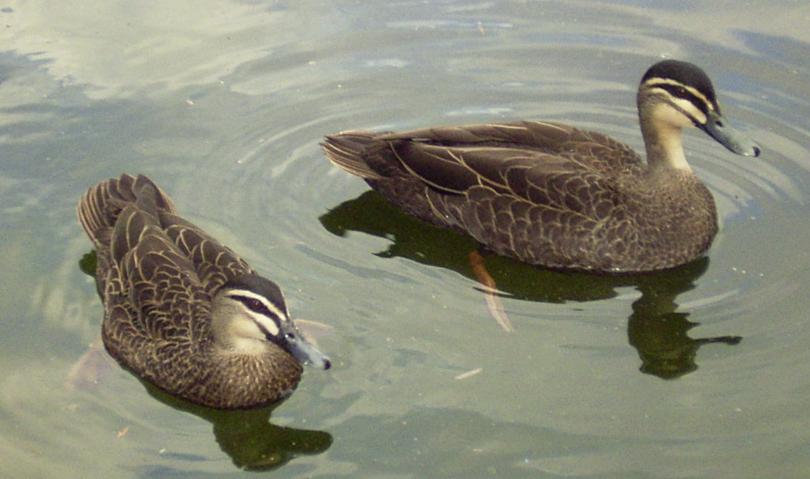 Gard Ducks