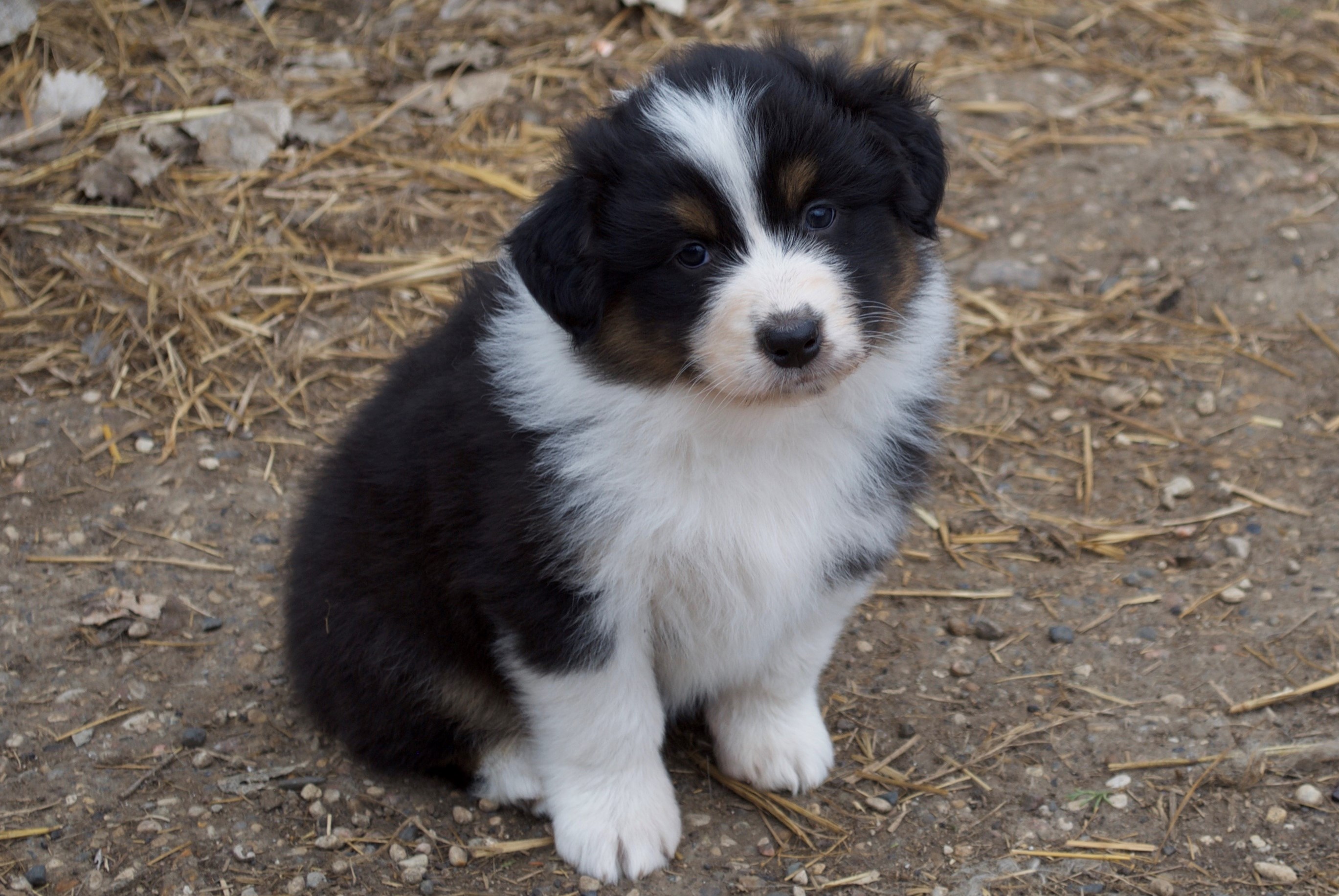 Black Tri Female