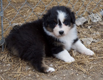 Black Tri Female