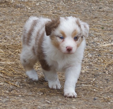 Red Merle Female