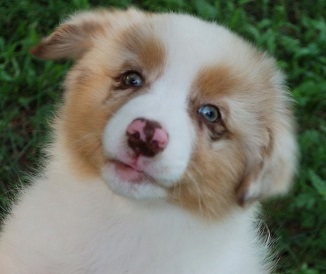 Red Merle Puppy