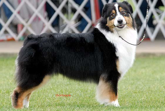 Sable
