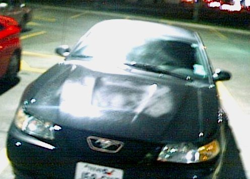 stang3.JPG - 40435 Bytes