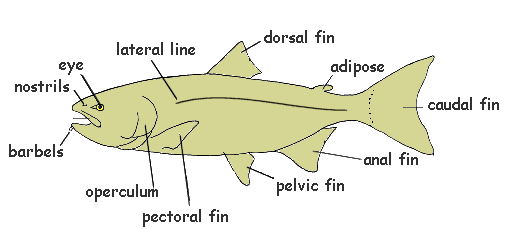 Worksheet Fish Body Parts Diagram fish anatomy