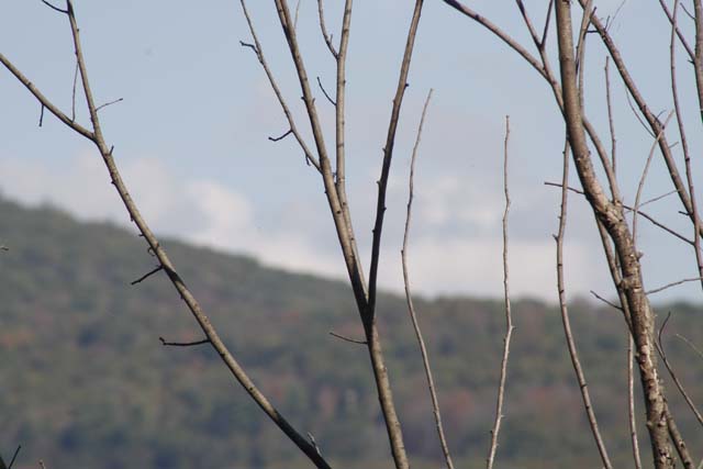 Dead Tree
