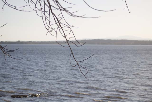 tree reaching for water