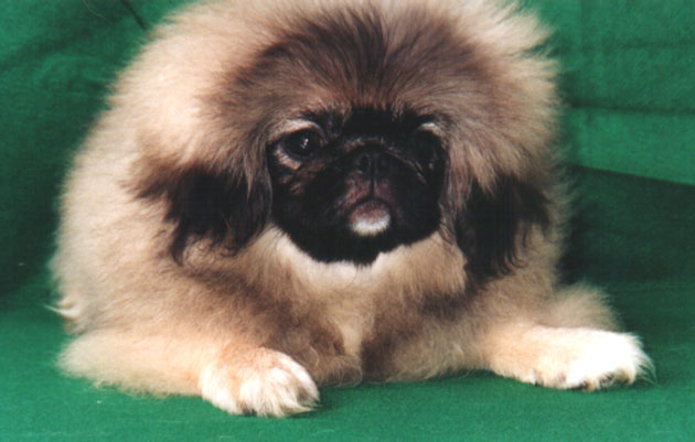 Gregory Peke
