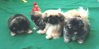 Vanilla and sons