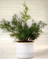 ASPARAGUS