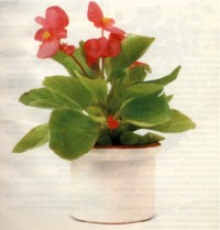 BEGONIA