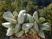minAdro-coo_23092000.1.jpg (13189 byte)