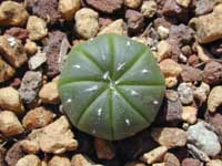 minAstro-aster_03092000.1.jpg (14622 byte)