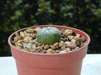 minAstro-aster_03092000.2.jpg (9601 byte)