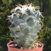 minCory-ele_26082000.3.jpg (14858 byte)